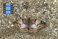 Scene 075_Pale brown white spotted skipper on ground